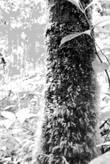 Infrared-3